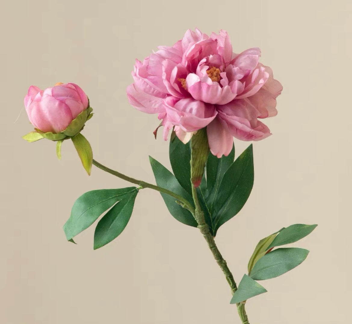 Dark Pink Peony｜Stem