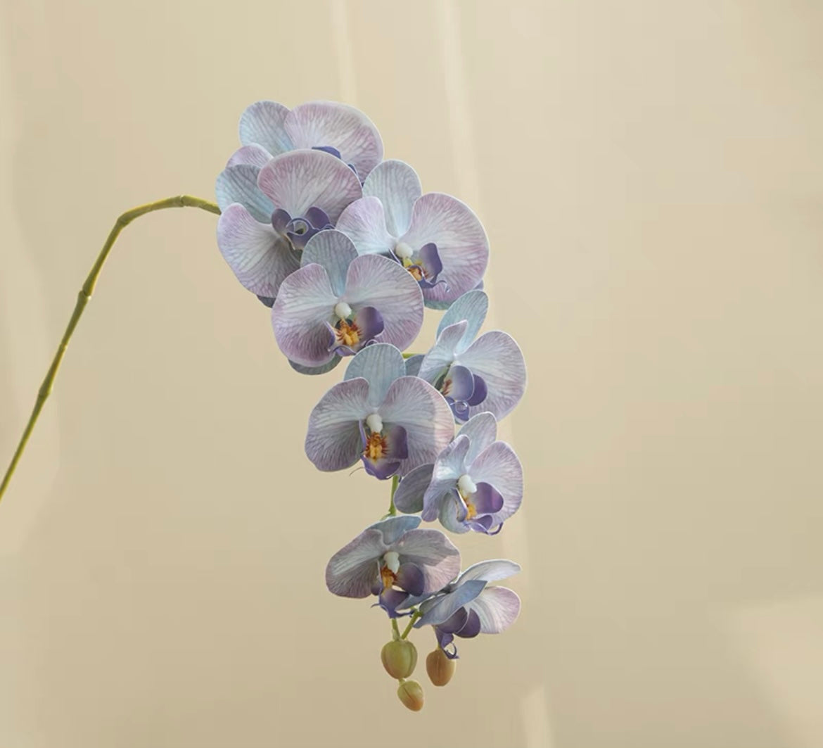 Serene Blue Phalaenopsis  | Stem