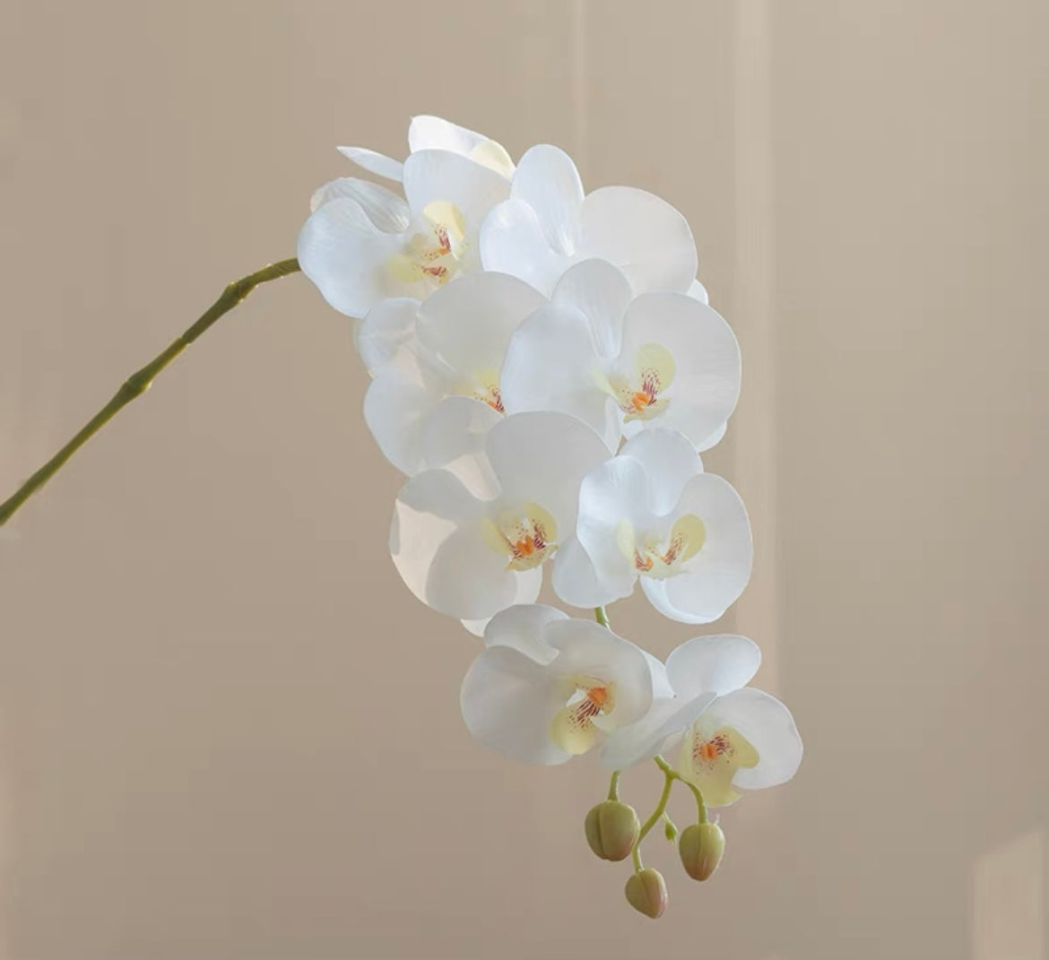 White Phalaenopsis｜Stem