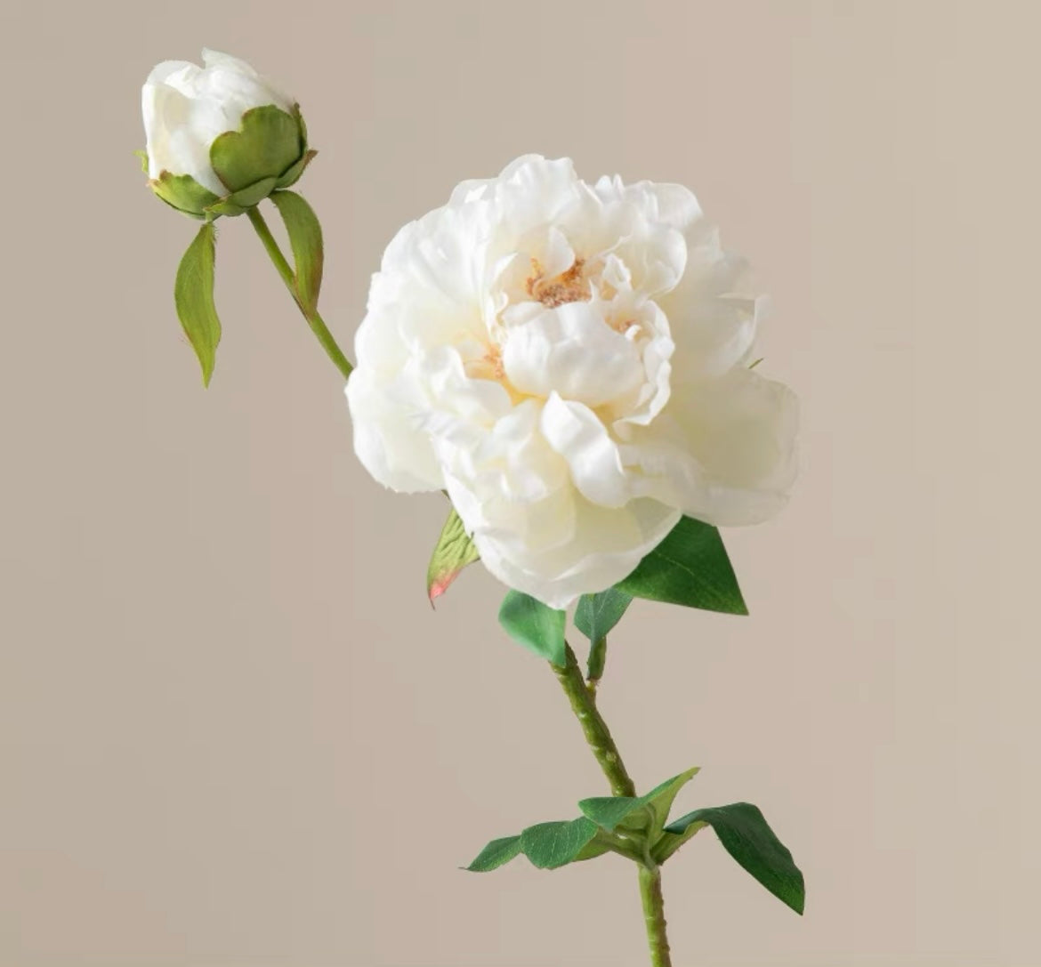 White Peony｜Stem