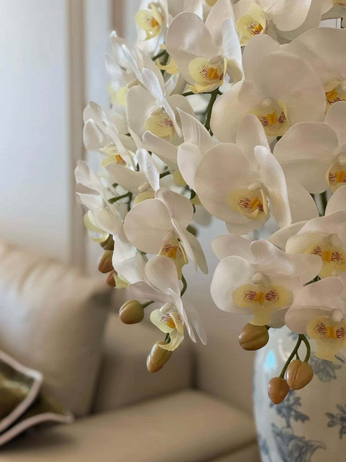 White Phalaenopsis｜Stem