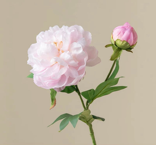 Light Pink Peony｜Stem