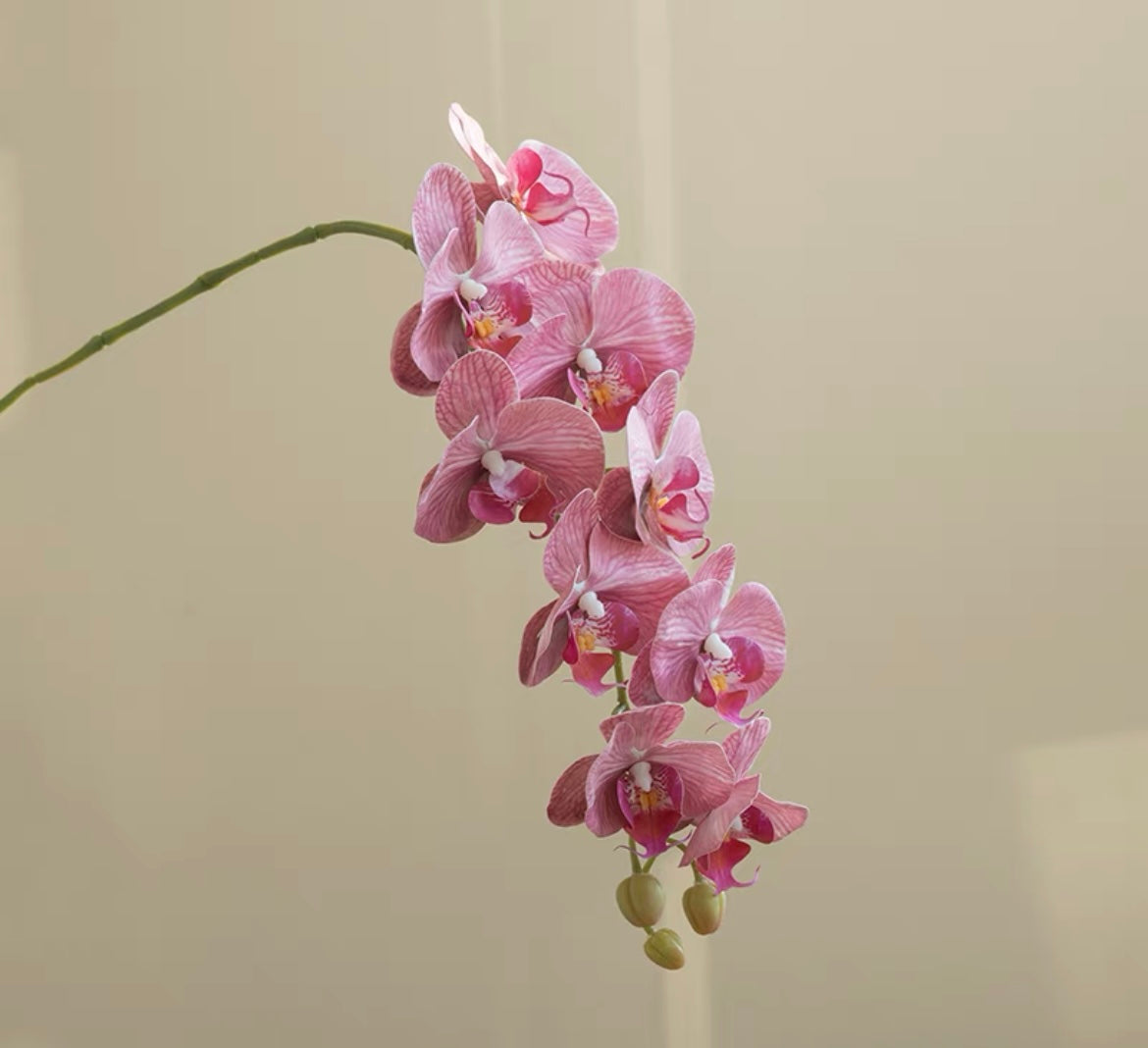 Peach Pink Phalaenopsis｜Stem