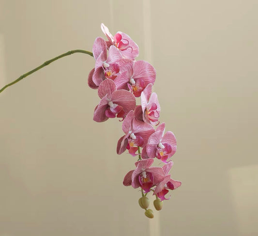 Peach Pink Phalaenopsis｜Stem