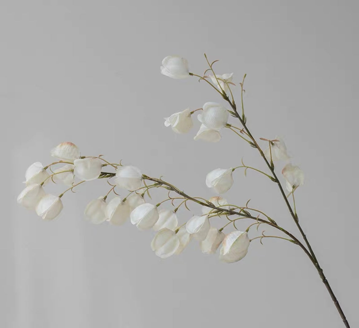 White lantern flower  | Stem