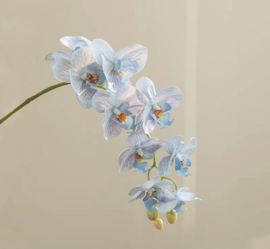 Moonlight blue Phalaenopsis ｜Stem