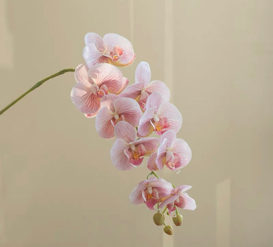 Smoky Pink Phalaenopsis｜Stem